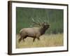 Bull Elk Bugling, Yellowstone National Park, Wyoming, USA-Rolf Nussbaumer-Framed Photographic Print