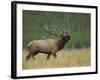Bull Elk Bugling, Yellowstone National Park, Wyoming, USA-Rolf Nussbaumer-Framed Photographic Print