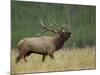 Bull Elk Bugling, Yellowstone National Park, Wyoming, USA-Rolf Nussbaumer-Mounted Photographic Print