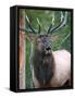 Bull Elk Bugling, Yellowstone National Park, Wyoming, Usa-Gerry Reynolds-Framed Stretched Canvas