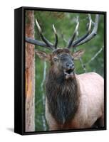 Bull Elk Bugling, Yellowstone National Park, Wyoming, Usa-Gerry Reynolds-Framed Stretched Canvas