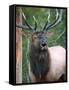 Bull Elk Bugling, Yellowstone National Park, Wyoming, Usa-Gerry Reynolds-Framed Stretched Canvas