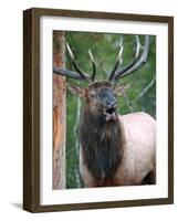 Bull Elk Bugling, Yellowstone National Park, Wyoming, Usa-Gerry Reynolds-Framed Photographic Print