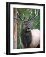 Bull Elk Bugling, Yellowstone National Park, Wyoming, Usa-Gerry Reynolds-Framed Photographic Print