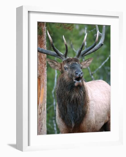 Bull Elk Bugling, Yellowstone National Park, Wyoming, Usa-Gerry Reynolds-Framed Photographic Print