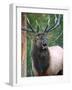 Bull Elk Bugling, Yellowstone National Park, Wyoming, Usa-Gerry Reynolds-Framed Photographic Print