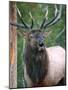 Bull Elk Bugling, Yellowstone National Park, Wyoming, Usa-Gerry Reynolds-Mounted Photographic Print