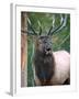 Bull Elk Bugling, Yellowstone National Park, Wyoming, Usa-Gerry Reynolds-Framed Photographic Print