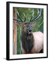 Bull Elk Bugling, Yellowstone National Park, Wyoming, Usa-Gerry Reynolds-Framed Photographic Print