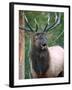 Bull Elk Bugling, Yellowstone National Park, Wyoming, Usa-Gerry Reynolds-Framed Photographic Print