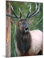 Bull Elk Bugling, Yellowstone National Park, Wyoming, Usa-Gerry Reynolds-Mounted Photographic Print