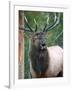 Bull Elk Bugling, Yellowstone National Park, Wyoming, Usa-Gerry Reynolds-Framed Photographic Print