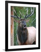 Bull Elk Bugling, Yellowstone National Park, Wyoming, Usa-Gerry Reynolds-Framed Photographic Print