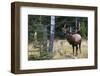 Bull Elk Bugling-Ken Archer-Framed Photographic Print