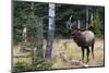 Bull Elk Bugling-Ken Archer-Mounted Photographic Print