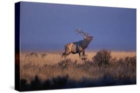 Bull Elk Calling-W. Perry Conway-Stretched Canvas