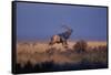 Bull Elk Calling-W. Perry Conway-Framed Stretched Canvas