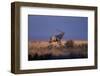 Bull Elk Calling-W. Perry Conway-Framed Photographic Print