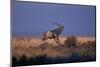 Bull Elk Calling-W. Perry Conway-Mounted Photographic Print