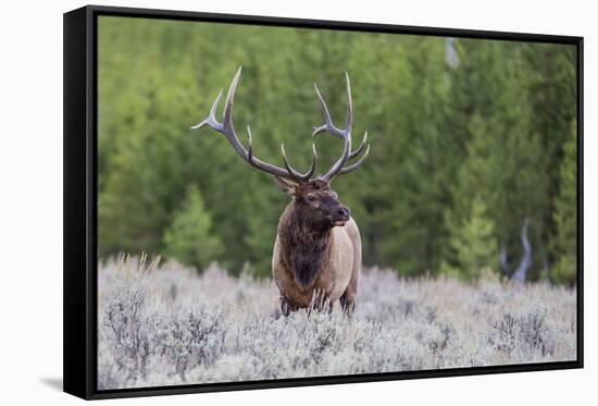 Bull Elk (Cervus Canadensis) Along the Madison River-Michael Nolan-Framed Stretched Canvas