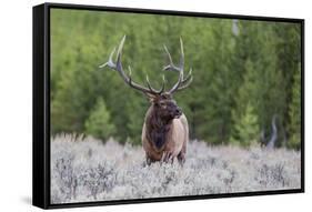 Bull Elk (Cervus Canadensis) Along the Madison River-Michael Nolan-Framed Stretched Canvas