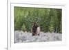 Bull Elk (Cervus Canadensis) Along the Madison River-Michael Nolan-Framed Photographic Print
