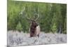 Bull Elk (Cervus Canadensis) Along the Madison River-Michael Nolan-Mounted Photographic Print