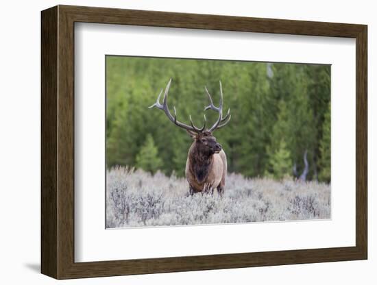 Bull Elk (Cervus Canadensis) Along the Madison River-Michael Nolan-Framed Photographic Print