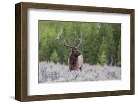 Bull Elk (Cervus Canadensis) Along the Madison River-Michael Nolan-Framed Photographic Print