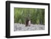 Bull Elk (Cervus Canadensis) Along the Madison River-Michael Nolan-Framed Photographic Print