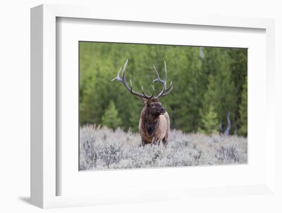 Bull Elk (Cervus Canadensis) Along the Madison River-Michael Nolan-Framed Photographic Print