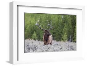 Bull Elk (Cervus Canadensis) Along the Madison River-Michael Nolan-Framed Photographic Print