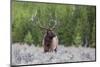 Bull Elk (Cervus Canadensis) Along the Madison River-Michael Nolan-Mounted Photographic Print