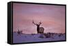 Bull Elk (Cervus Canadensis) at Sunset in the Winter-James Hager-Framed Stretched Canvas