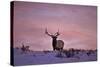 Bull Elk (Cervus Canadensis) at Sunset in the Winter-James Hager-Stretched Canvas