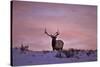 Bull Elk (Cervus Canadensis) at Sunset in the Winter-James Hager-Stretched Canvas