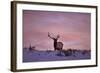 Bull Elk (Cervus Canadensis) at Sunset in the Winter-James Hager-Framed Photographic Print