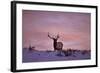 Bull Elk (Cervus Canadensis) at Sunset in the Winter-James Hager-Framed Photographic Print