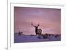 Bull Elk (Cervus Canadensis) at Sunset in the Winter-James Hager-Framed Photographic Print