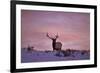 Bull Elk (Cervus Canadensis) at Sunset in the Winter-James Hager-Framed Photographic Print