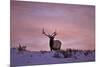 Bull Elk (Cervus Canadensis) at Sunset in the Winter-James Hager-Mounted Photographic Print