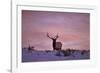 Bull Elk (Cervus Canadensis) at Sunset in the Winter-James Hager-Framed Photographic Print