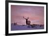 Bull Elk (Cervus Canadensis) at Sunset in the Winter-James Hager-Framed Photographic Print