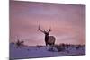 Bull Elk (Cervus Canadensis) at Sunset in the Winter-James Hager-Mounted Photographic Print