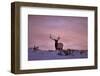 Bull Elk (Cervus Canadensis) at Sunset in the Winter-James Hager-Framed Photographic Print