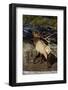 Bull Elk (Cervus Canadensis) Eating Pine Needles-James Hager-Framed Photographic Print