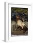 Bull Elk (Cervus Canadensis) Eating Pine Needles-James Hager-Framed Photographic Print