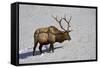 Bull Elk (Cervus Canadensis) Feeding in the Winter-James Hager-Framed Stretched Canvas