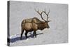 Bull Elk (Cervus Canadensis) Feeding in the Winter-James Hager-Stretched Canvas