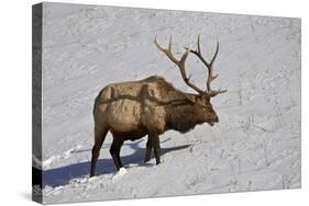 Bull Elk (Cervus Canadensis) Feeding in the Winter-James Hager-Stretched Canvas
